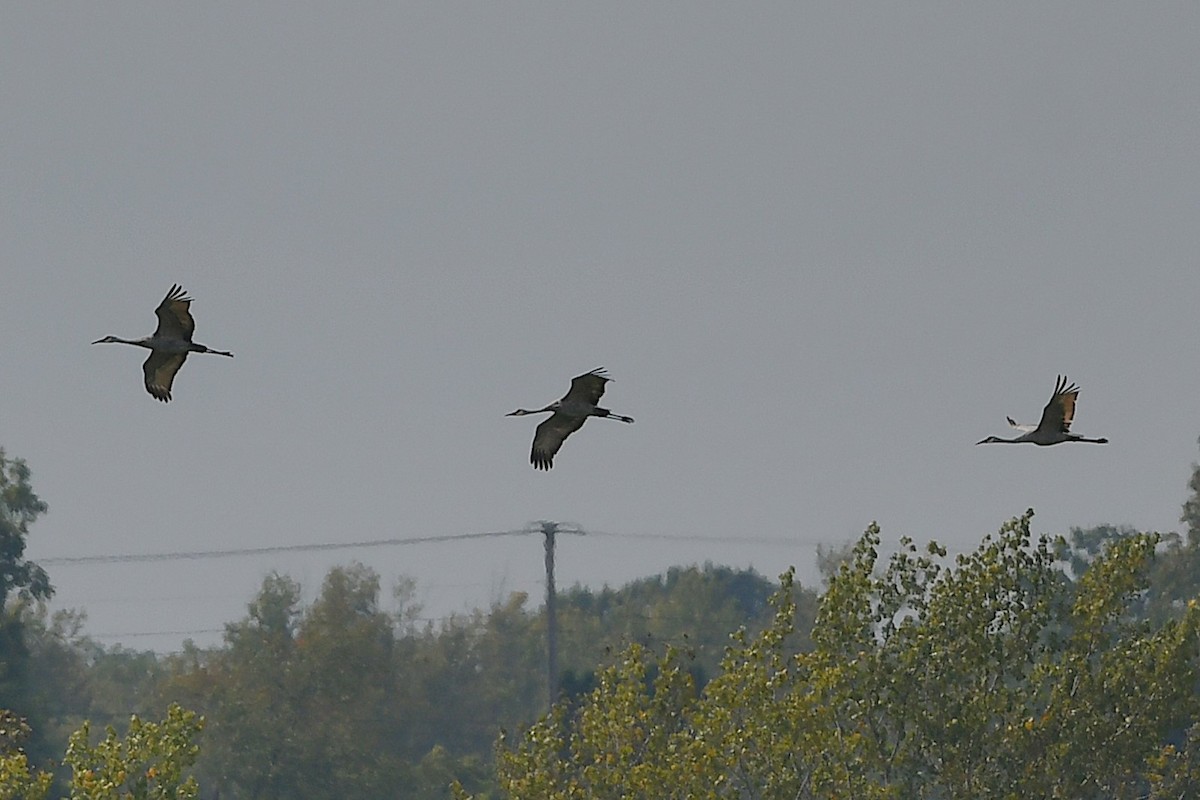 Sandhill Crane - ML642312215