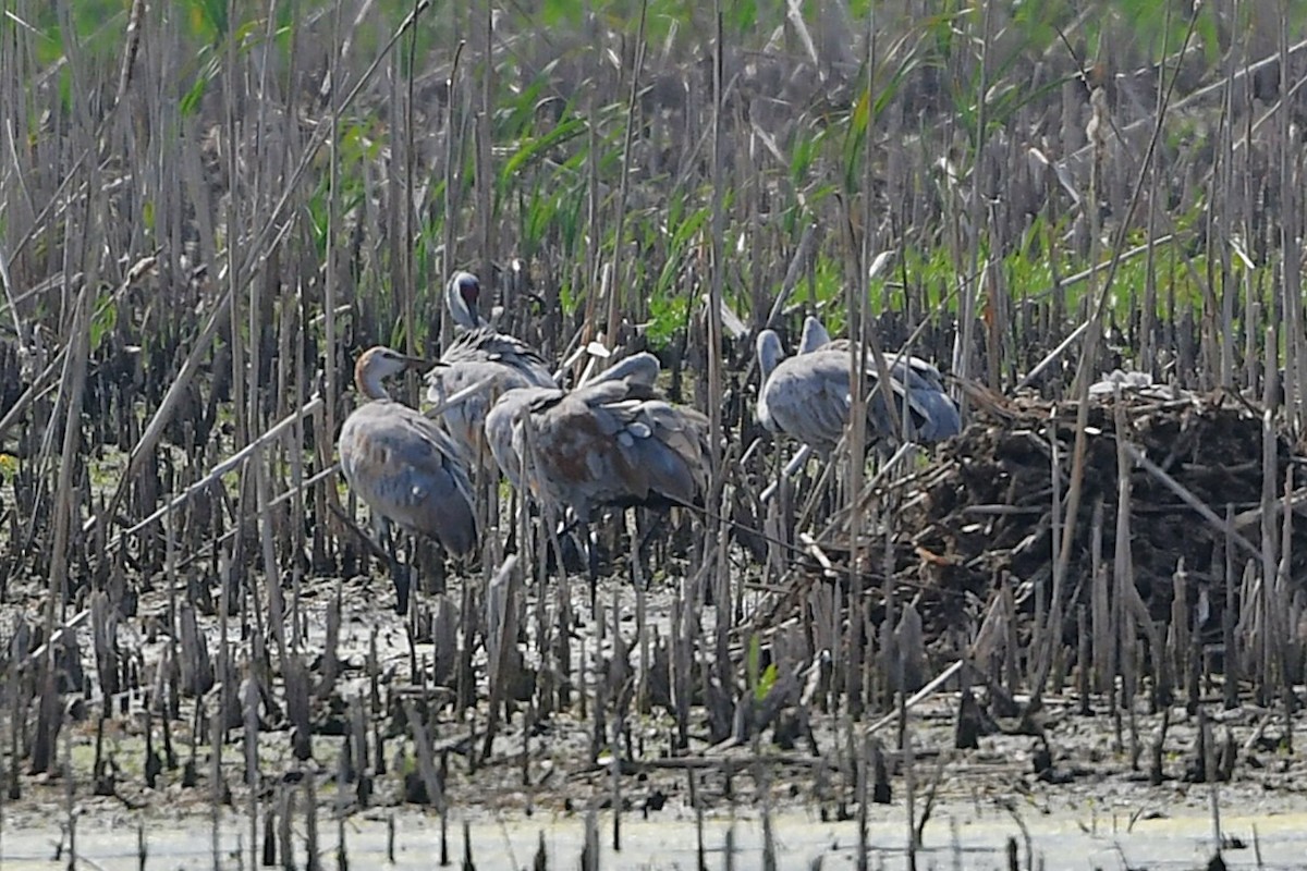 Sandhill Crane - ML642312216