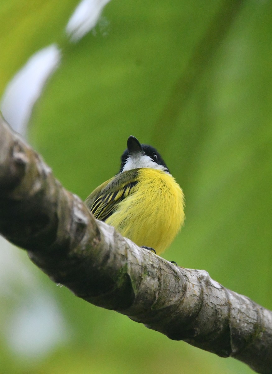 Black-headed Tody-Flycatcher - ML642312217