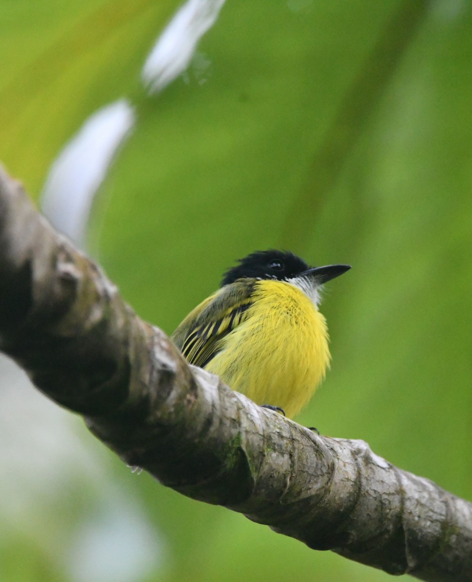 Black-headed Tody-Flycatcher - ML642312218