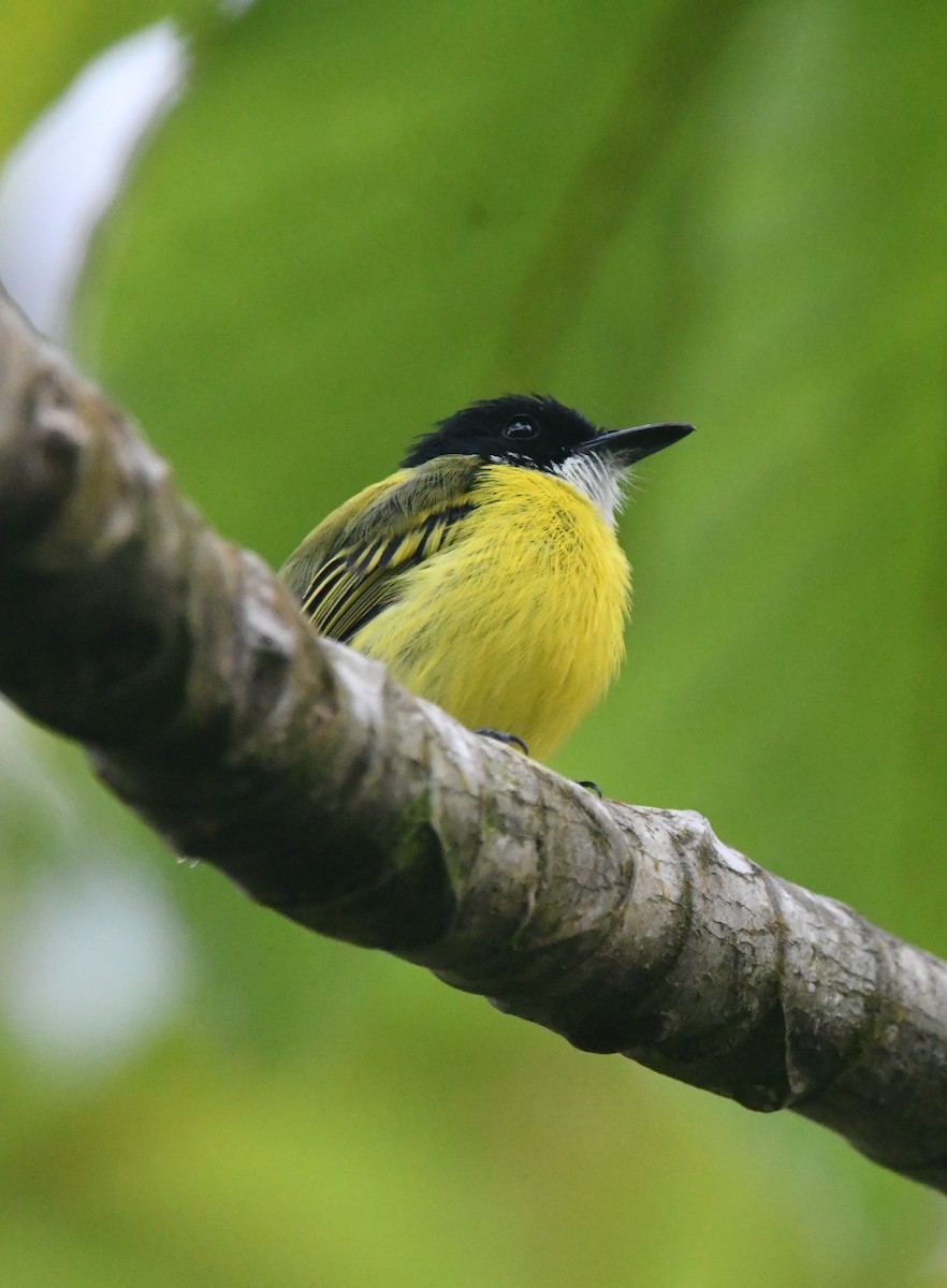 Black-headed Tody-Flycatcher - ML642312219
