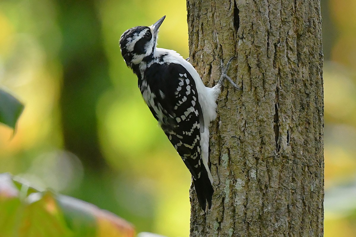Hairy Woodpecker - ML642312222