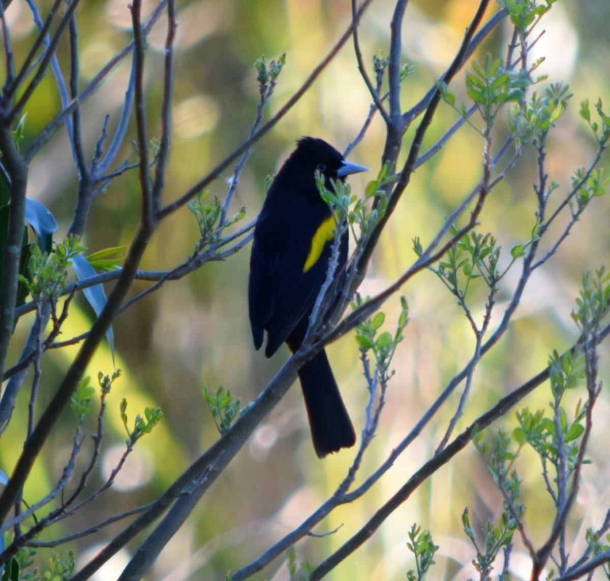 Golden-winged Cacique - ML642312223