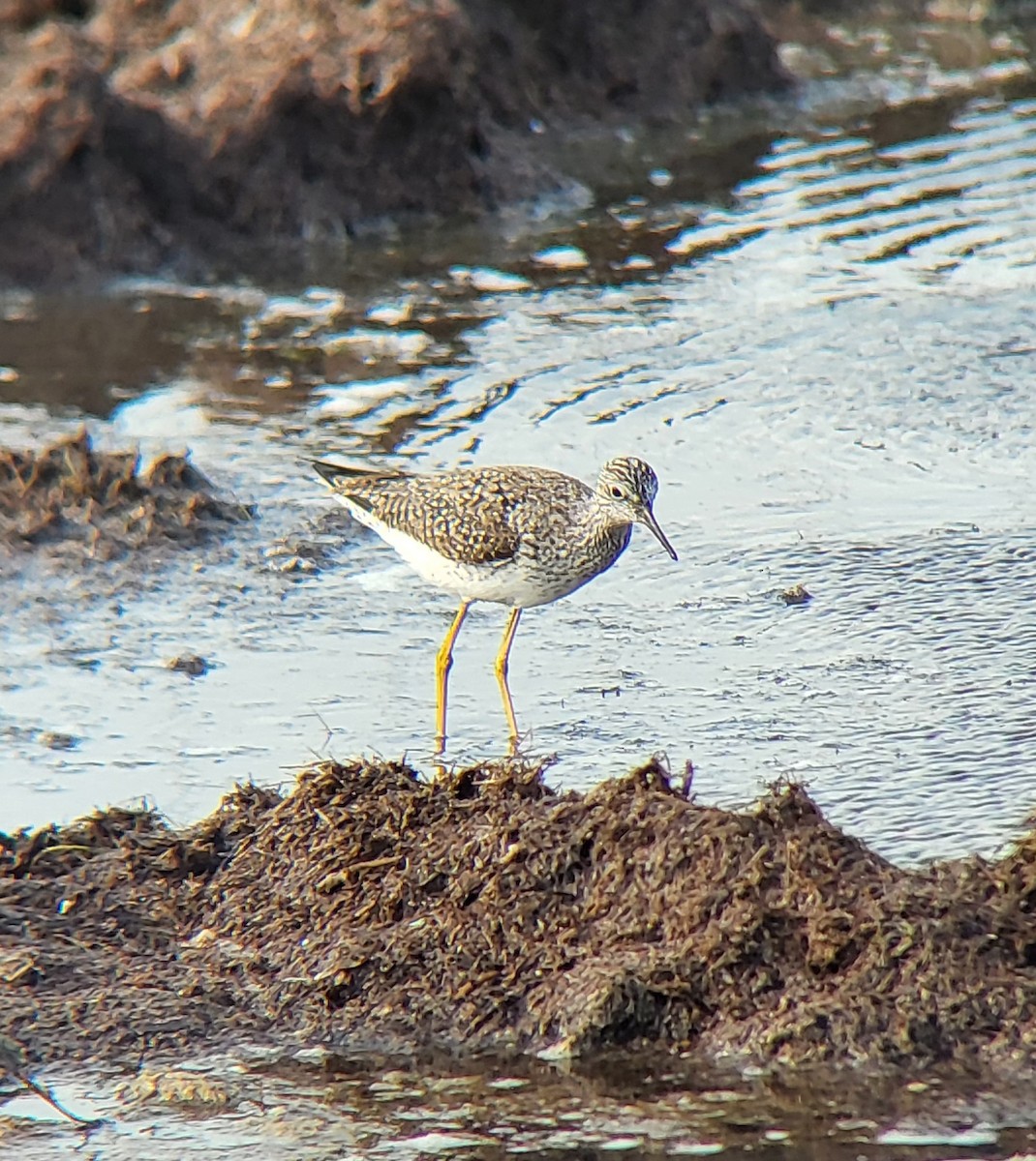 Lesser Yellowlegs - ML642312224