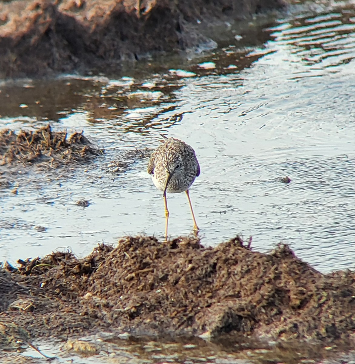 Lesser Yellowlegs - ML642312225