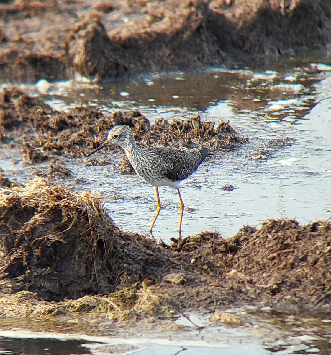 Lesser Yellowlegs - ML642312226