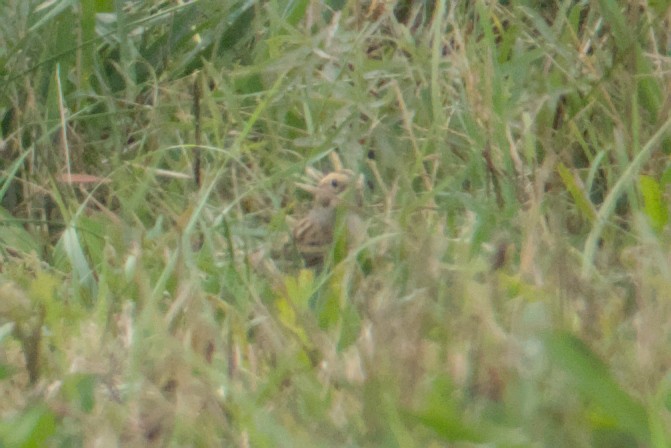Clay-colored Sparrow - ML642312227