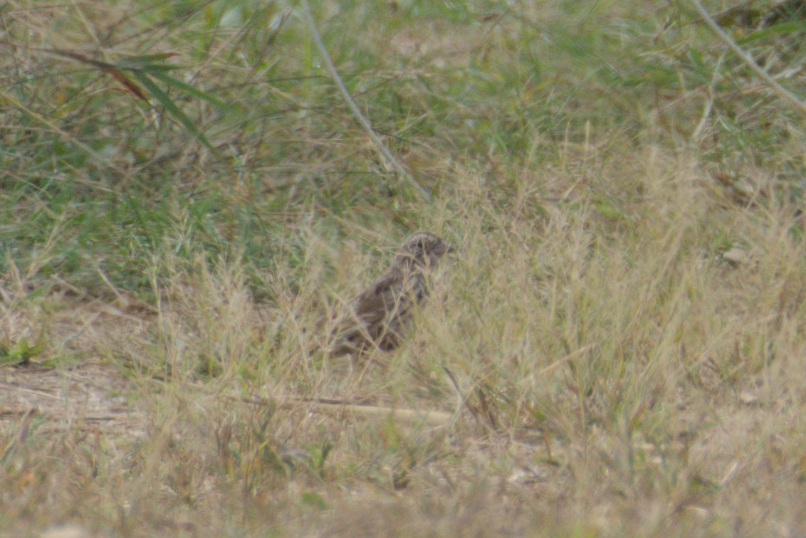Clay-colored Sparrow - ML642312228