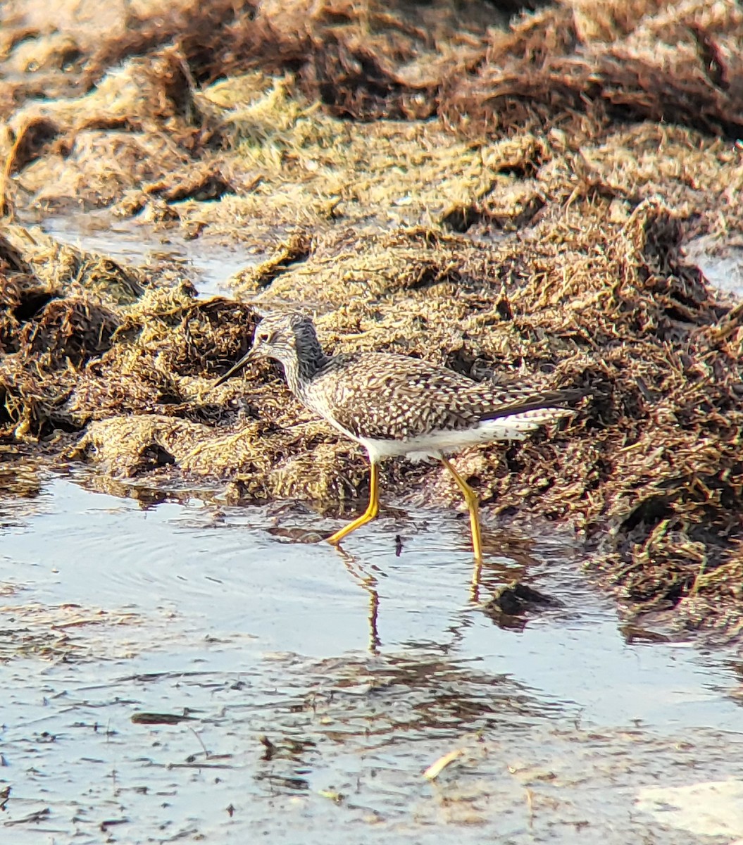 Lesser Yellowlegs - ML642312229