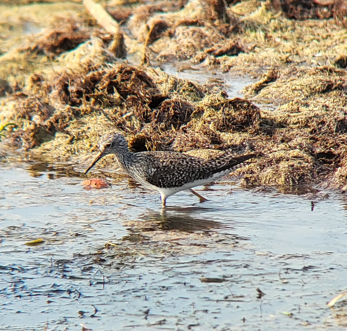 Lesser Yellowlegs - ML642312230