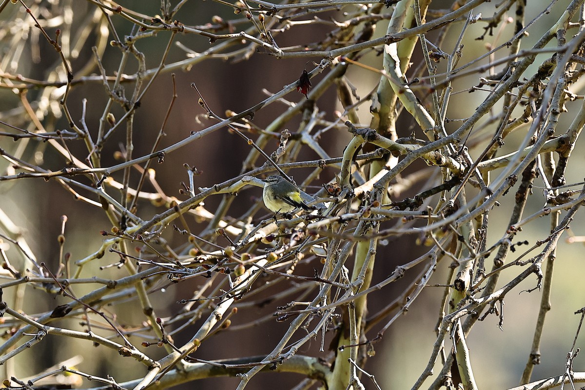 Acanthize à croupion jaune - ML642312231