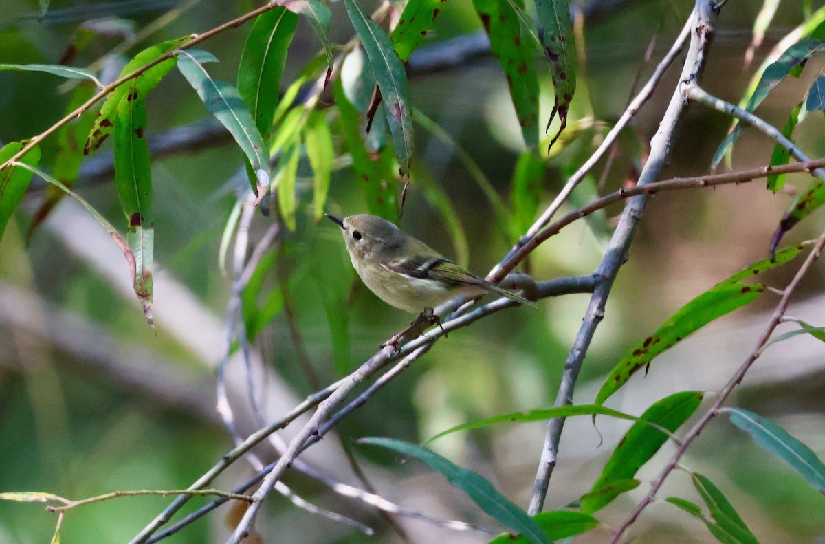 Ruby-crowned Kinglet - ML642312240