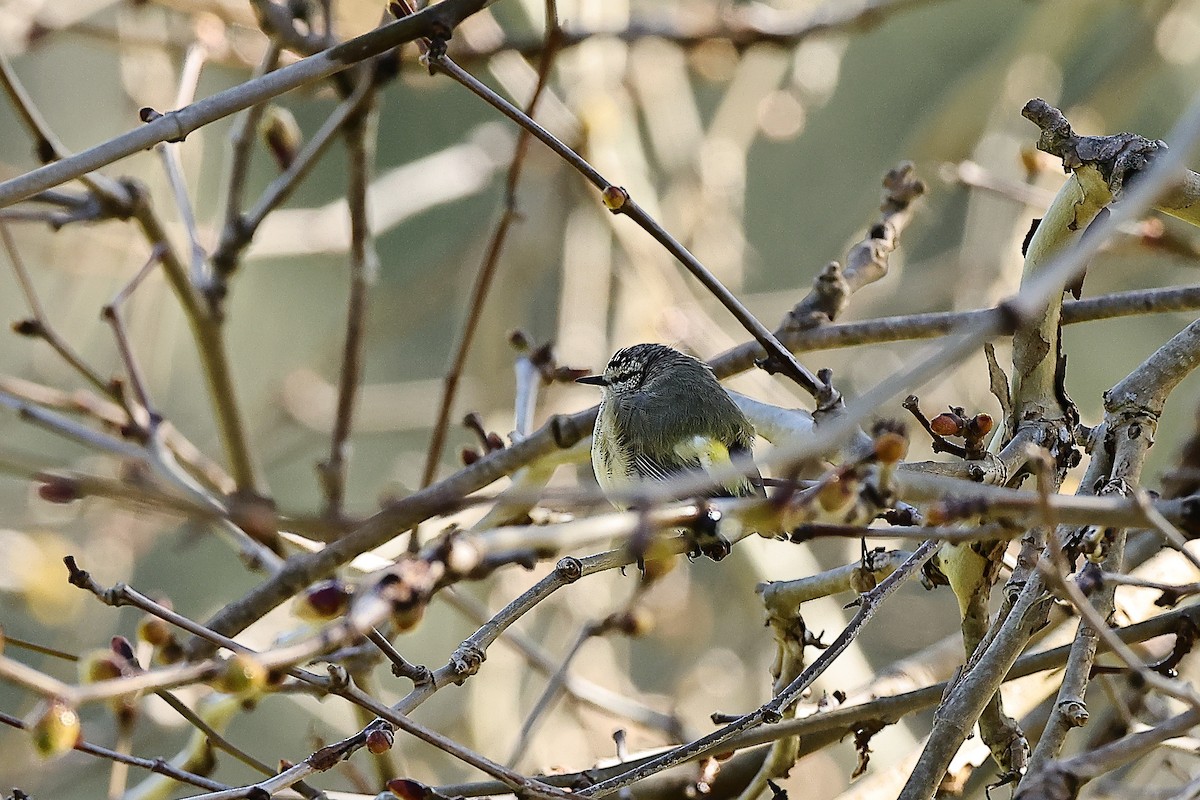 Acanthize à croupion jaune - ML642312245