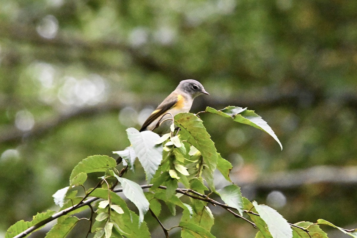 Paruline flamboyante - ML642312246