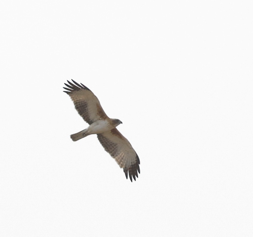 Aigle nain - ML642312249