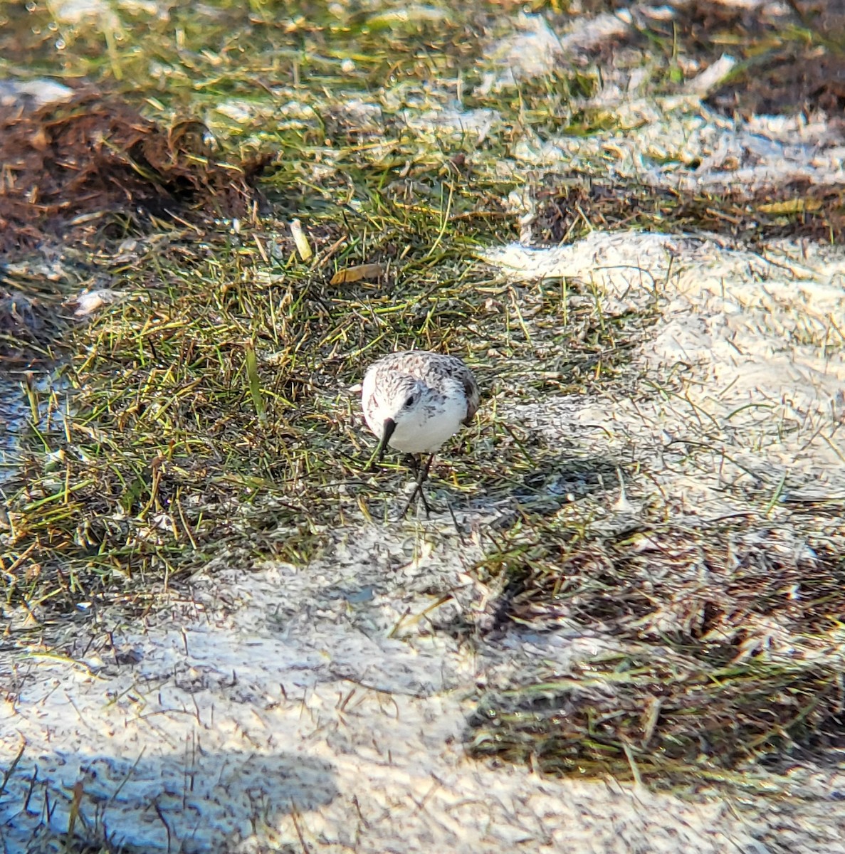 Bécasseau sanderling - ML642312254