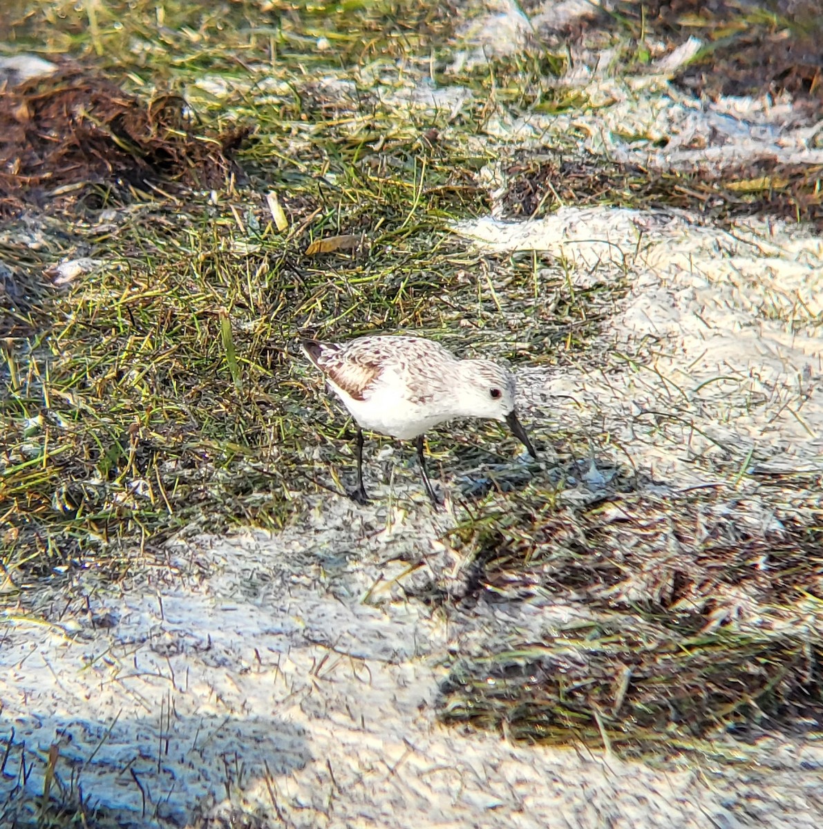 Bécasseau sanderling - ML642312257