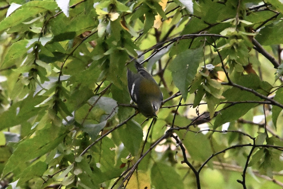 stryparula - ML642312290