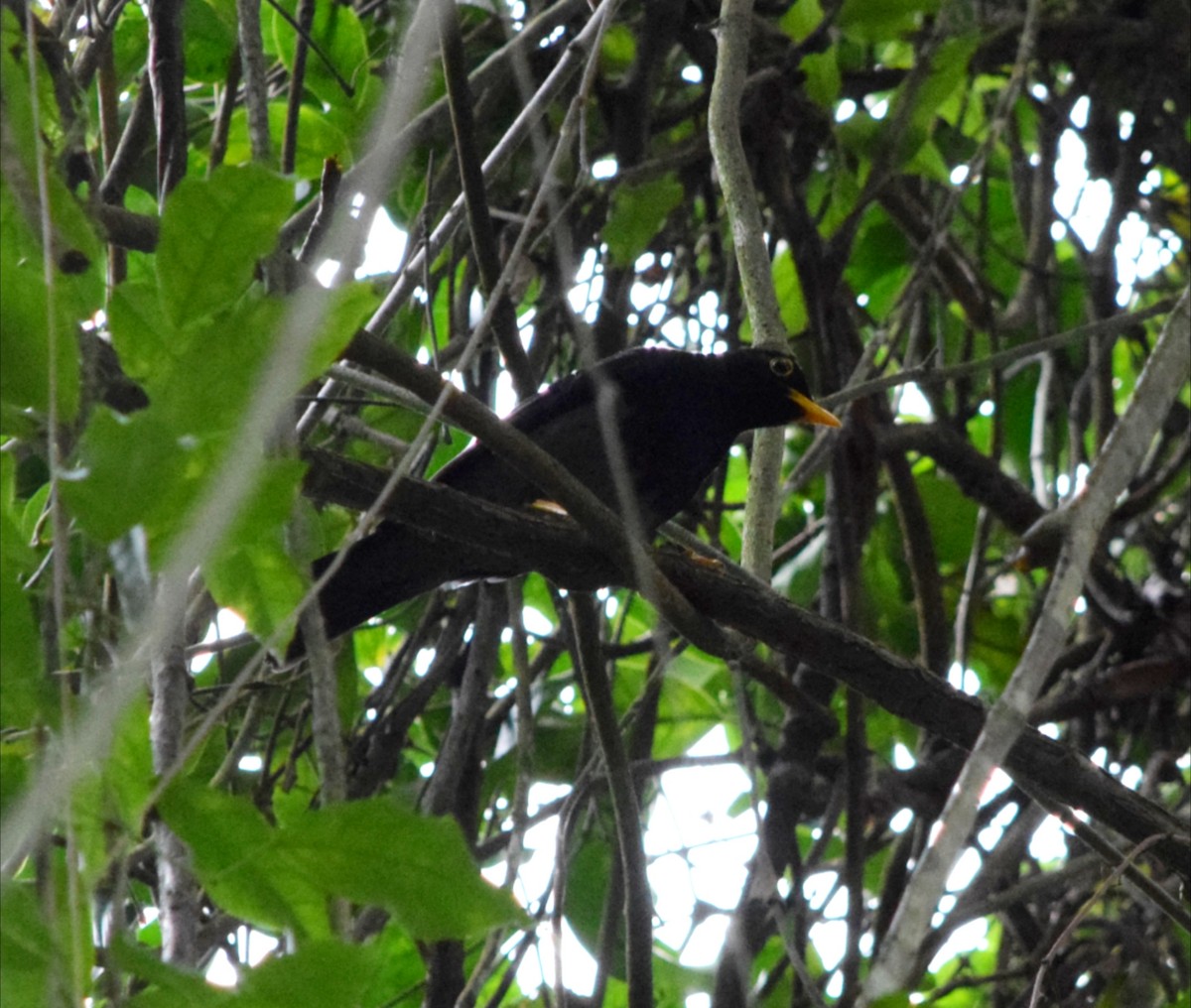 Yellow-legged Thrush - ML642312336