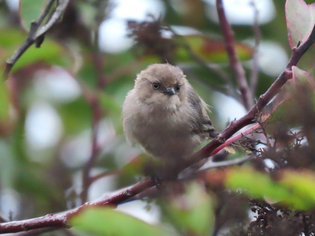 Bushtit - ML642312337