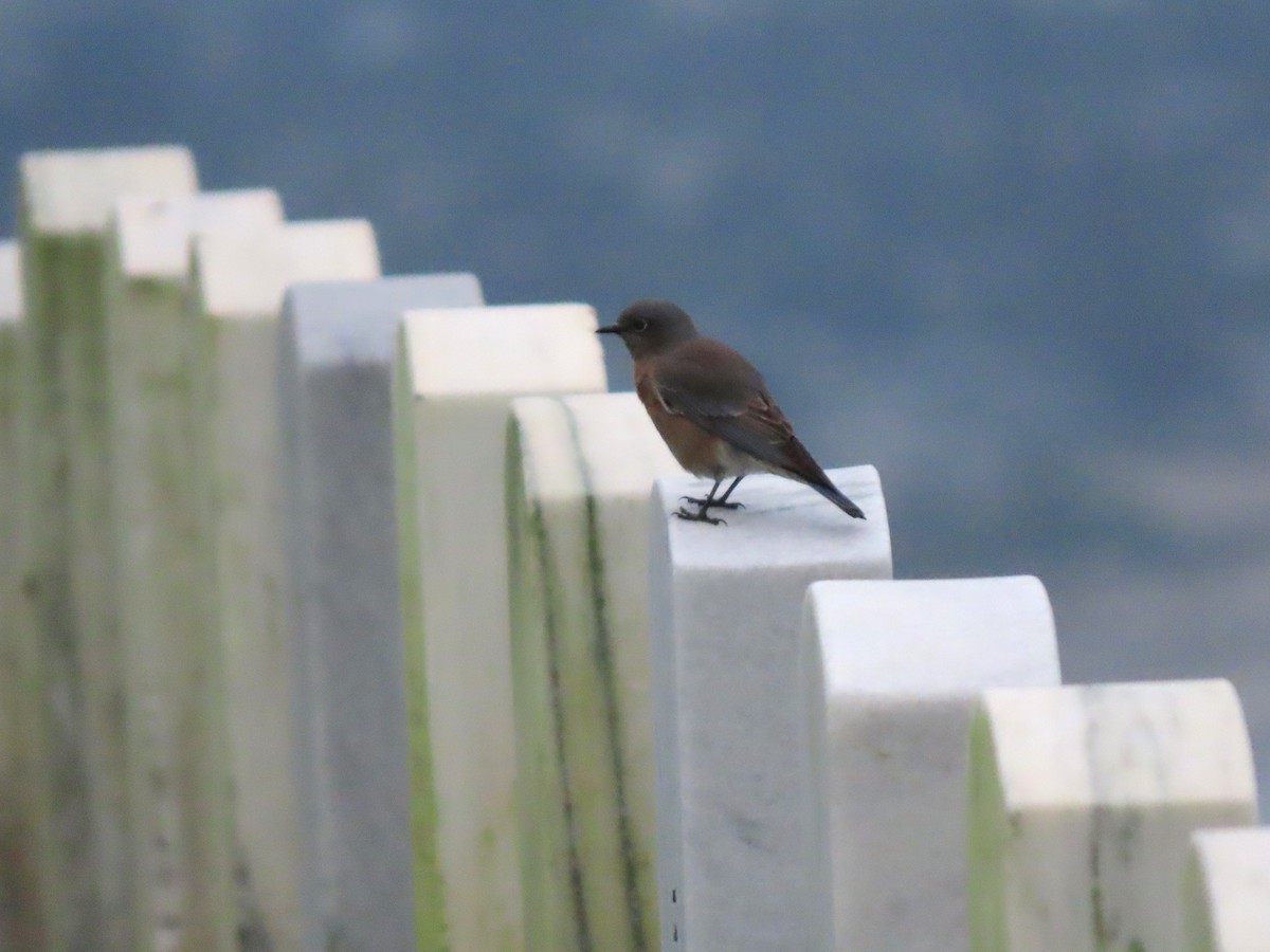 Western Bluebird - ML642312342