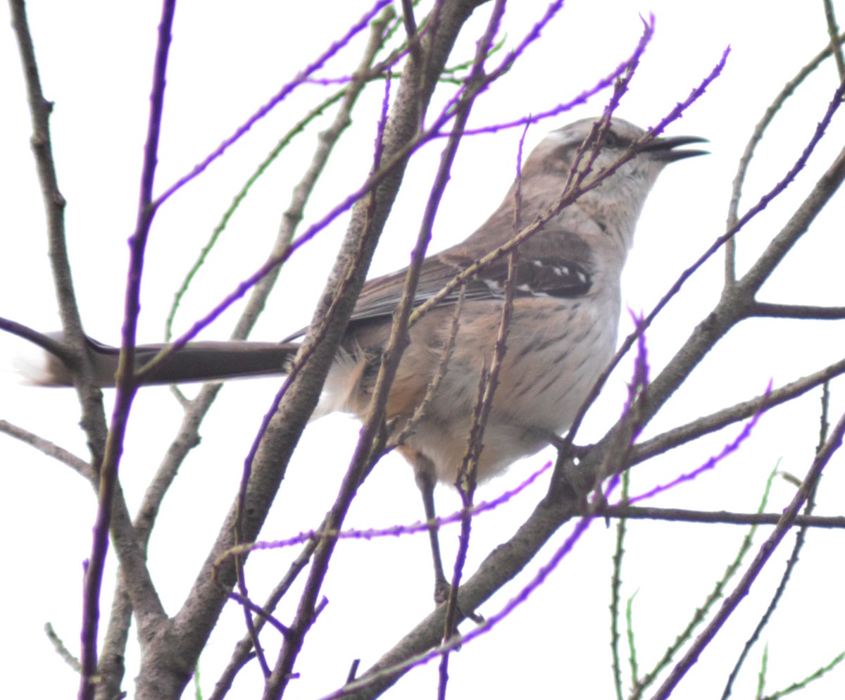 Chalk-browed Mockingbird - ML642312352