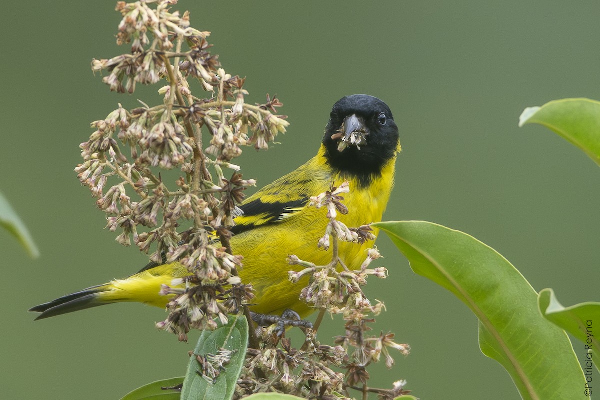Hooded Siskin - ML642312358