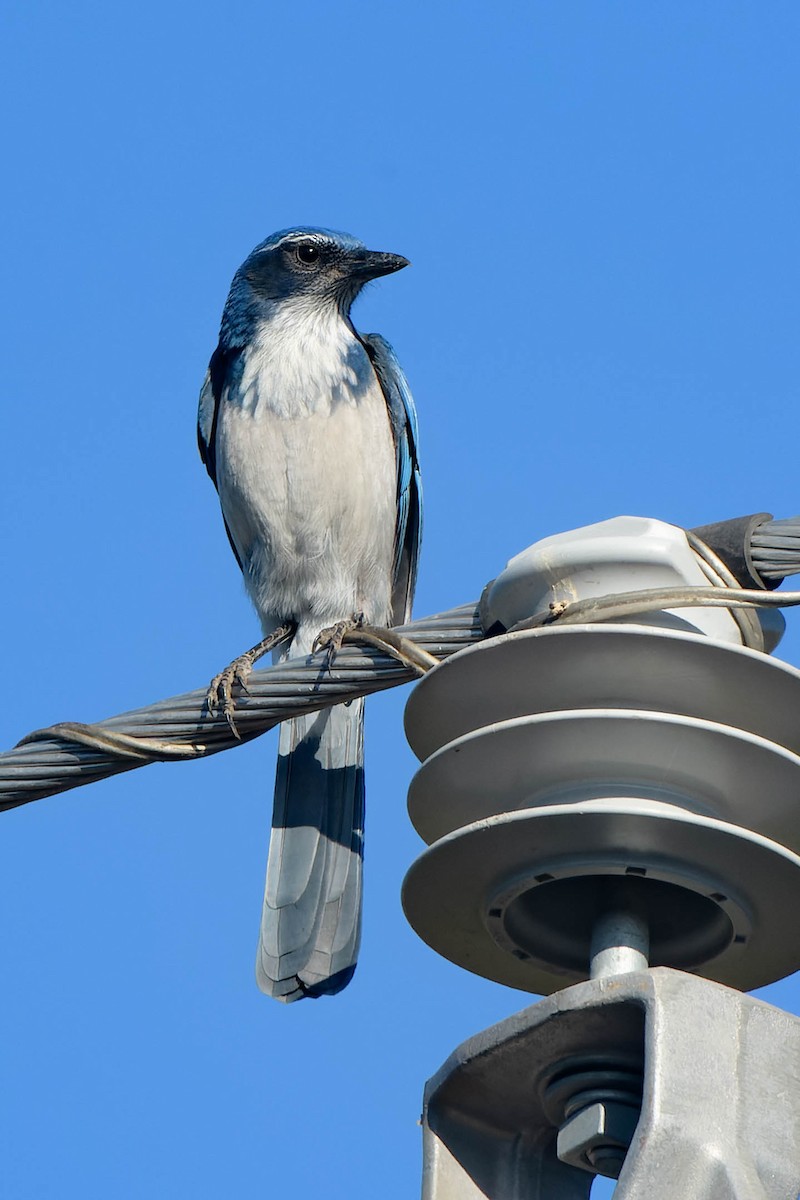 California Scrub-Jay - ML642312360