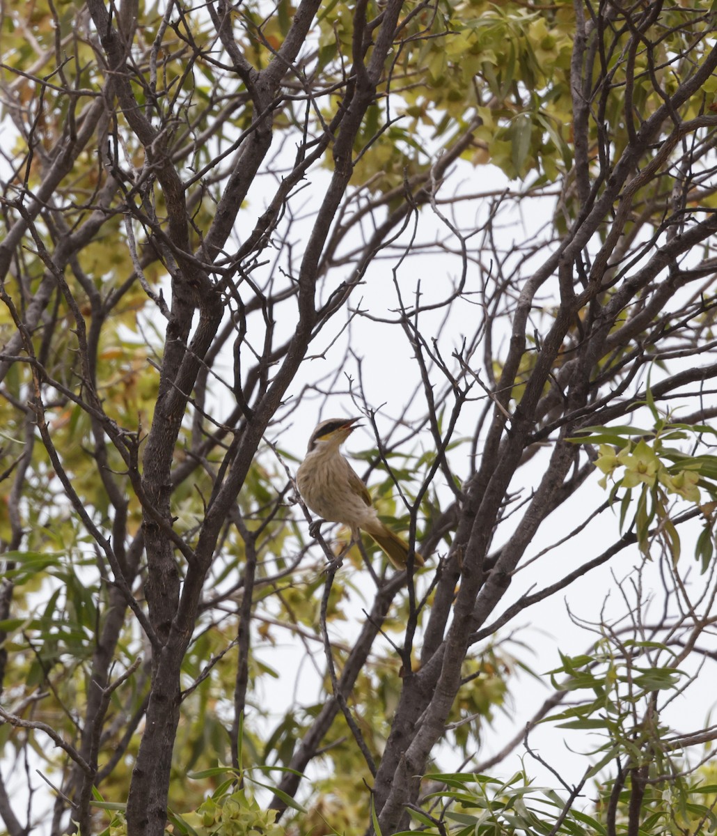 Singing Honeyeater - ML642312366