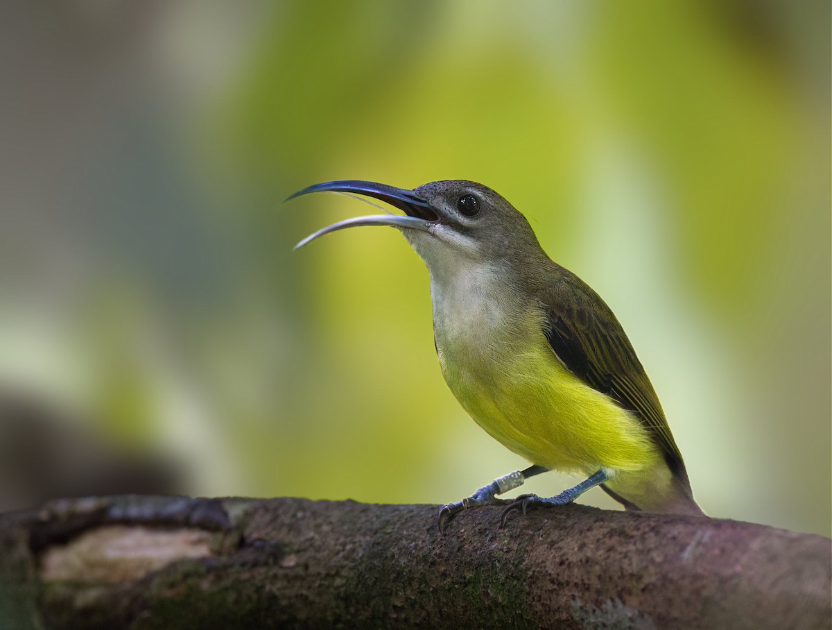 Little Spiderhunter - ML642312416