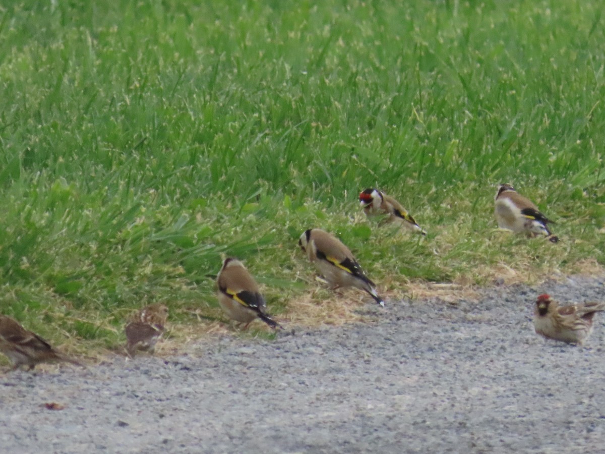 European Goldfinch - ML642312423