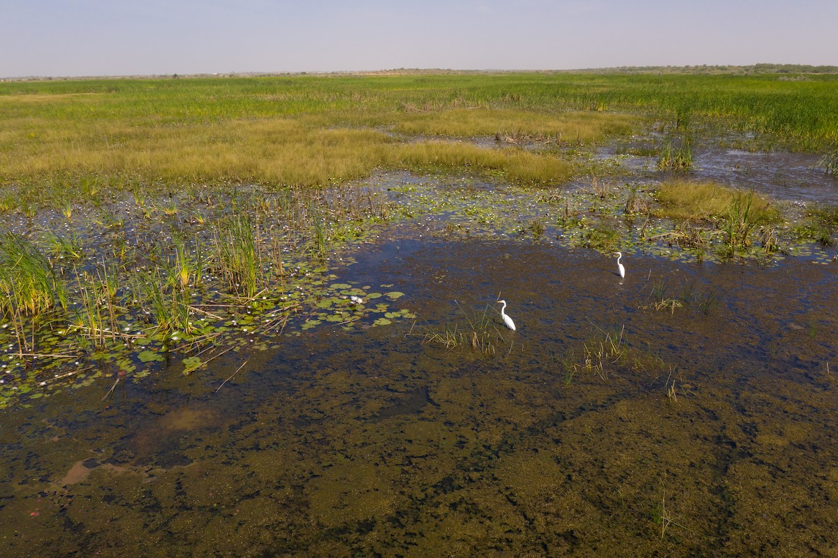 Great Egret (African) - ML642312425