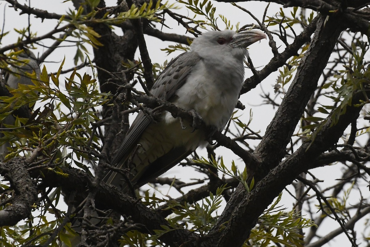 Channel-billed Cuckoo - ML642312435