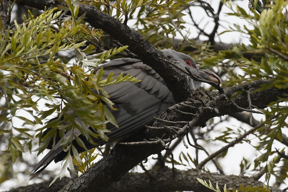 Channel-billed Cuckoo - ML642312442