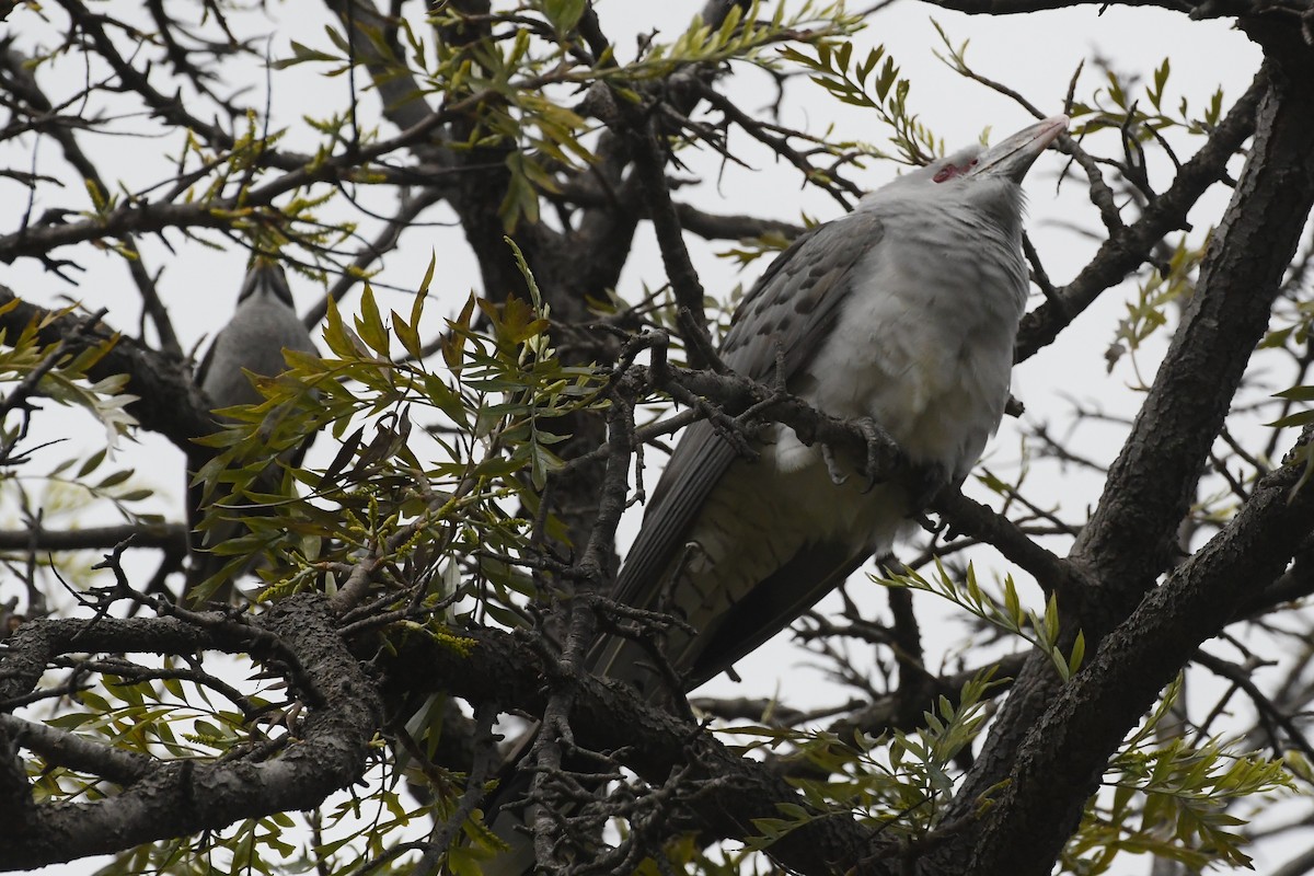 Noisy Miner - ML642312451