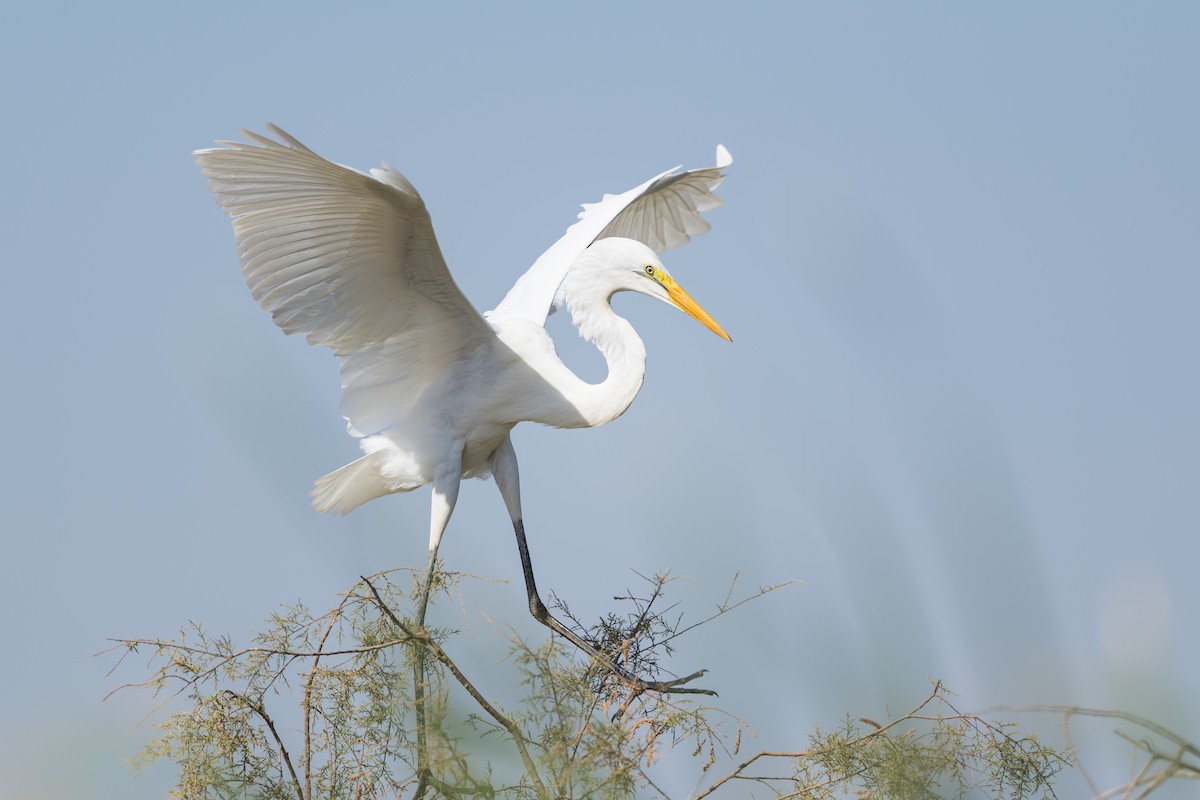Great Egret (African) - ML642312453