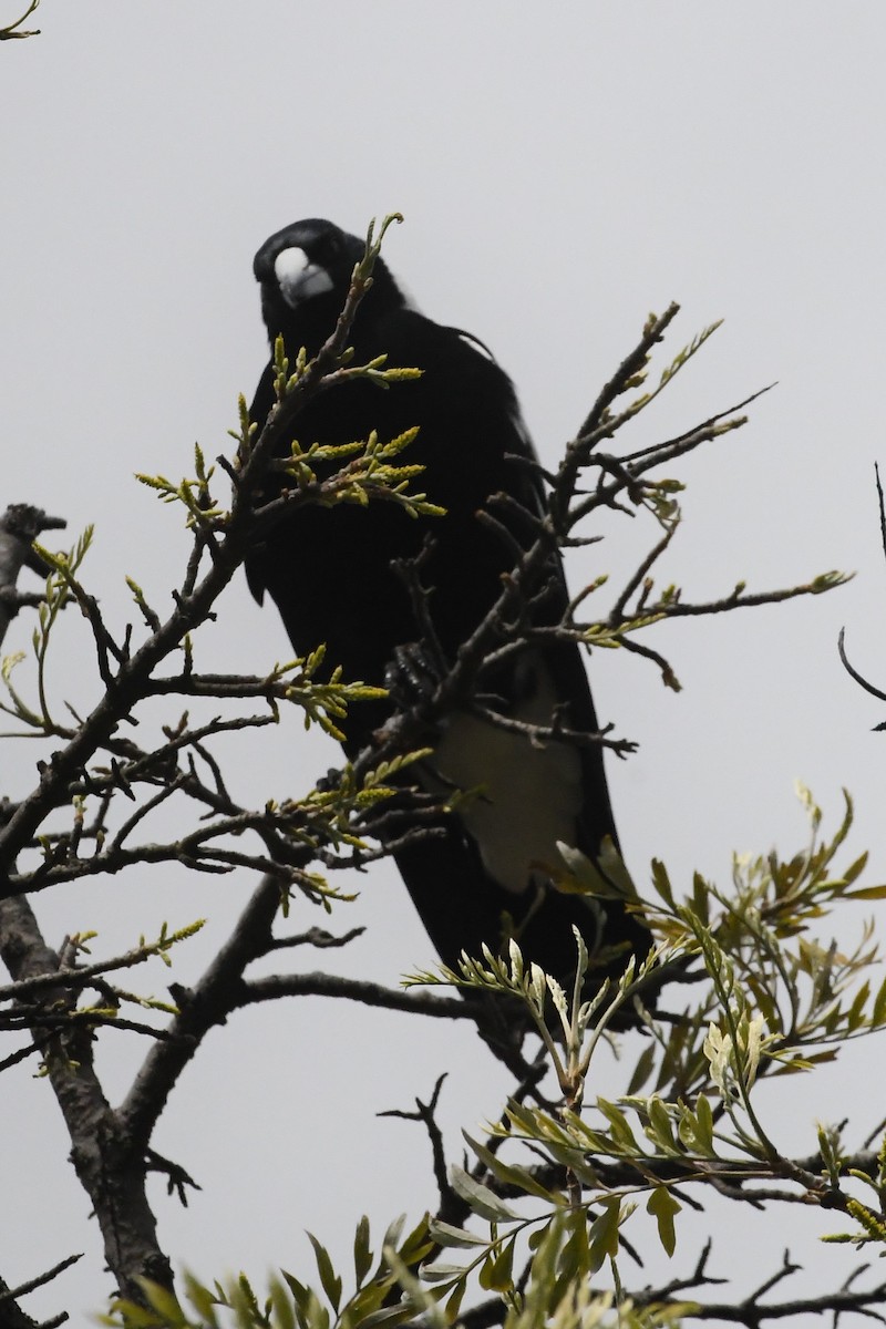 Australian Magpie - ML642312456