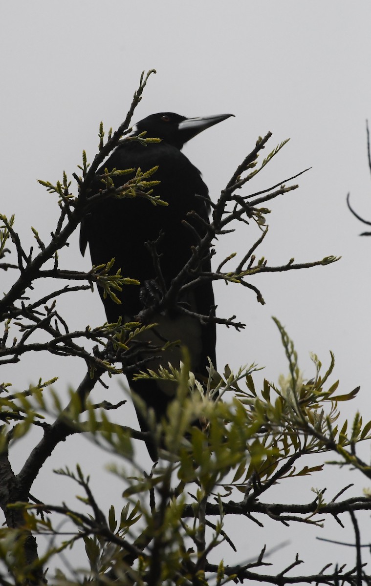 Australian Magpie - ML642312457
