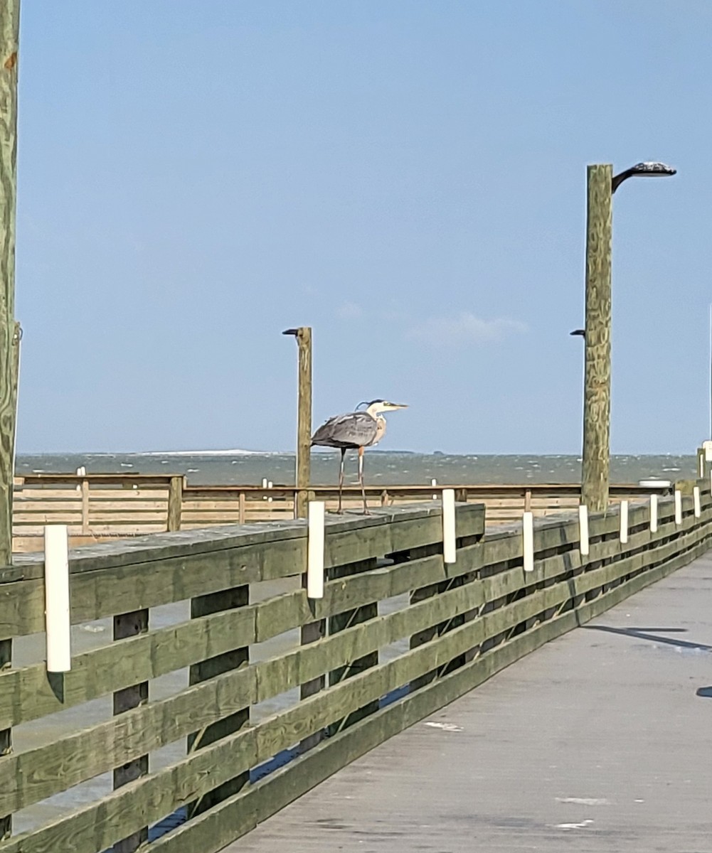 Great Blue Heron - ML642312460