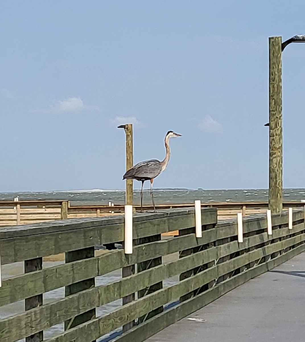 Great Blue Heron - ML642312461