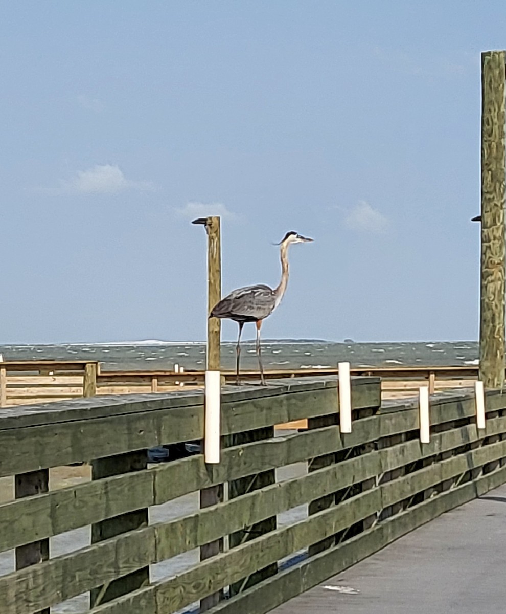 Great Blue Heron - ML642312462