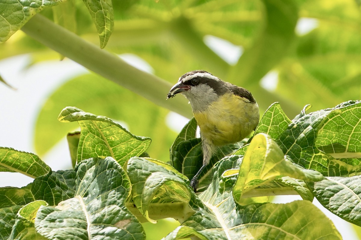 Bananaquit - ML642312490