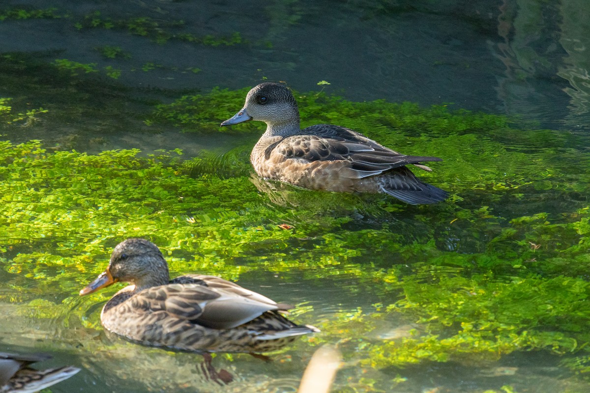 American Wigeon - ML642312497
