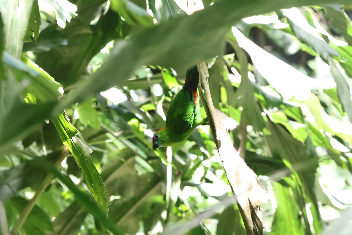 Black-billed Hanging-Parrot - ML642312518