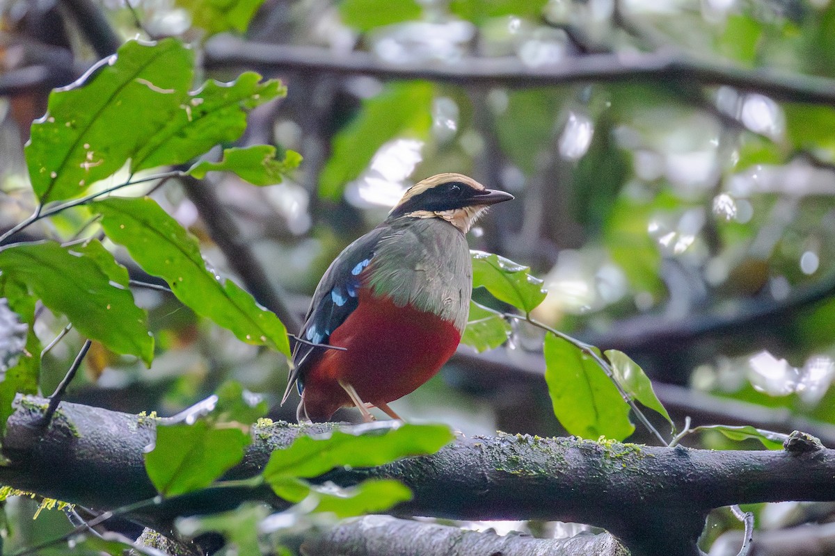 grønnbrystpitta - ML642312529