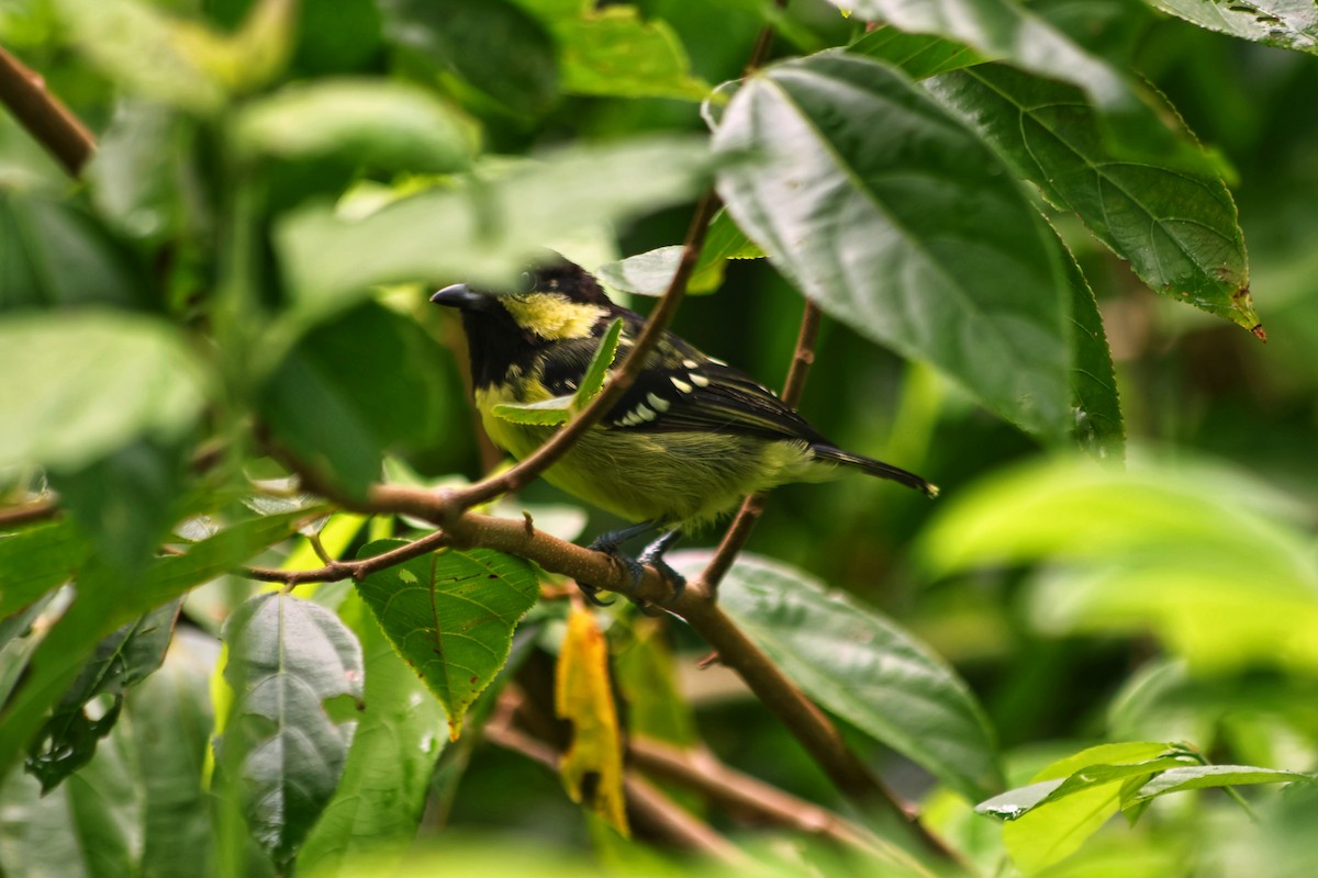 Elegant Tit - ML642312544