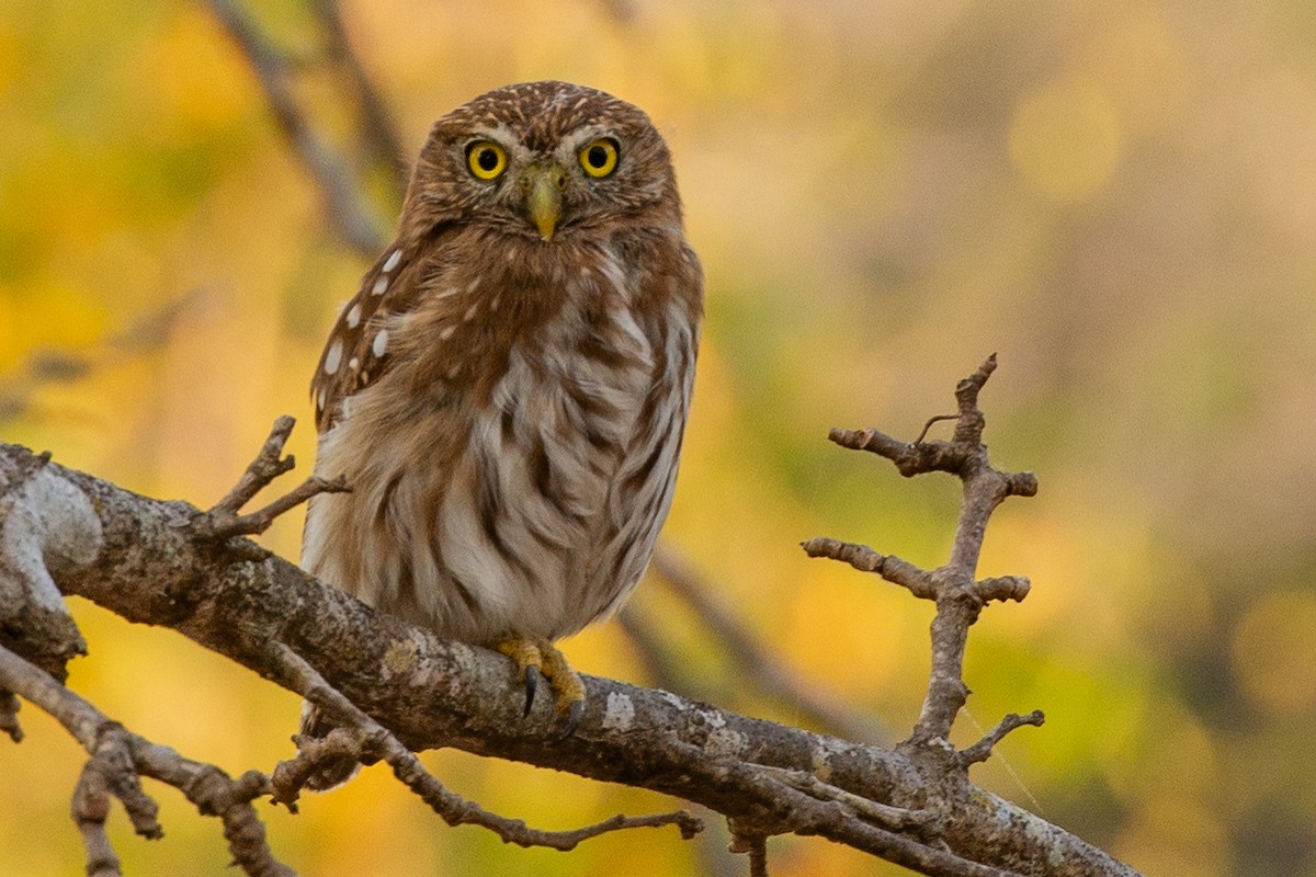 Ferruginous Pygmy-Owl - ML642312553