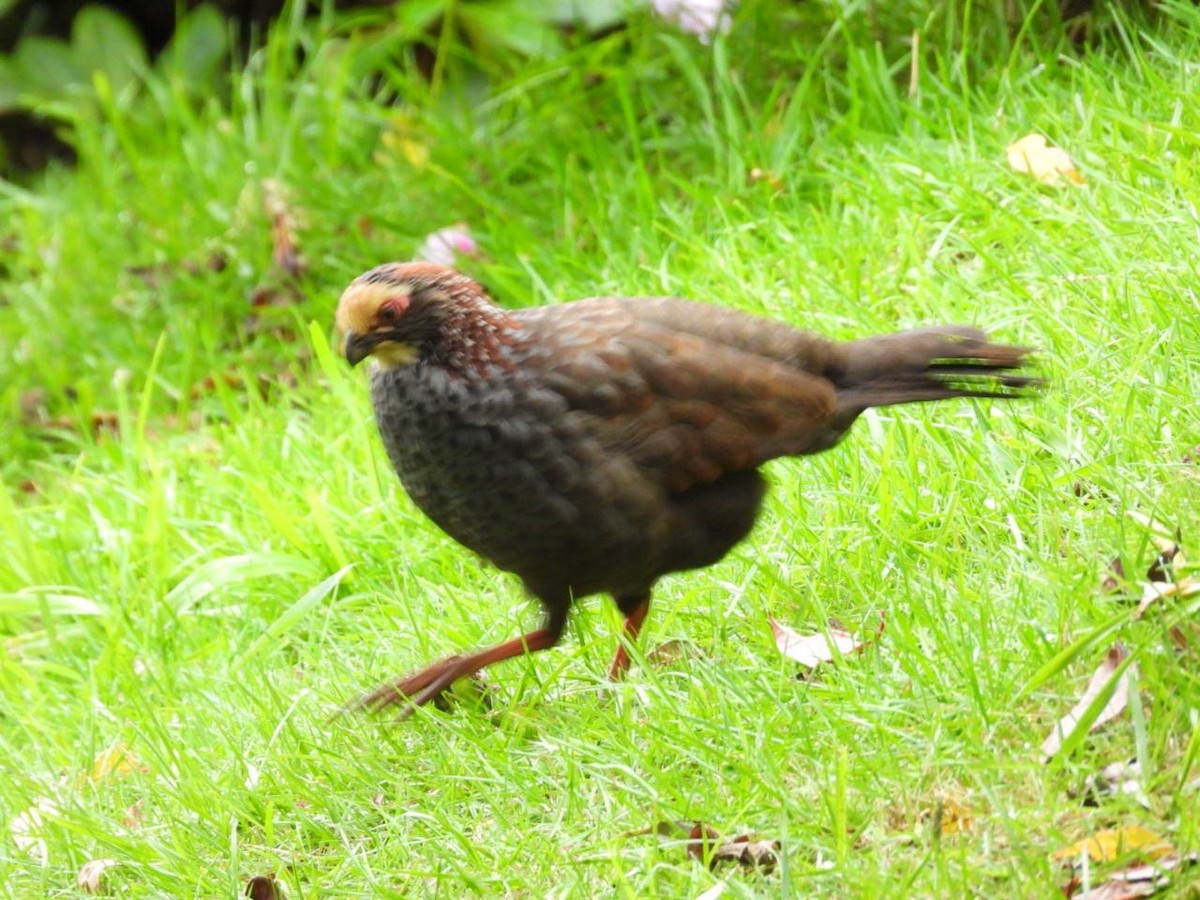 Buffy-crowned Wood-Partridge - ML642312556