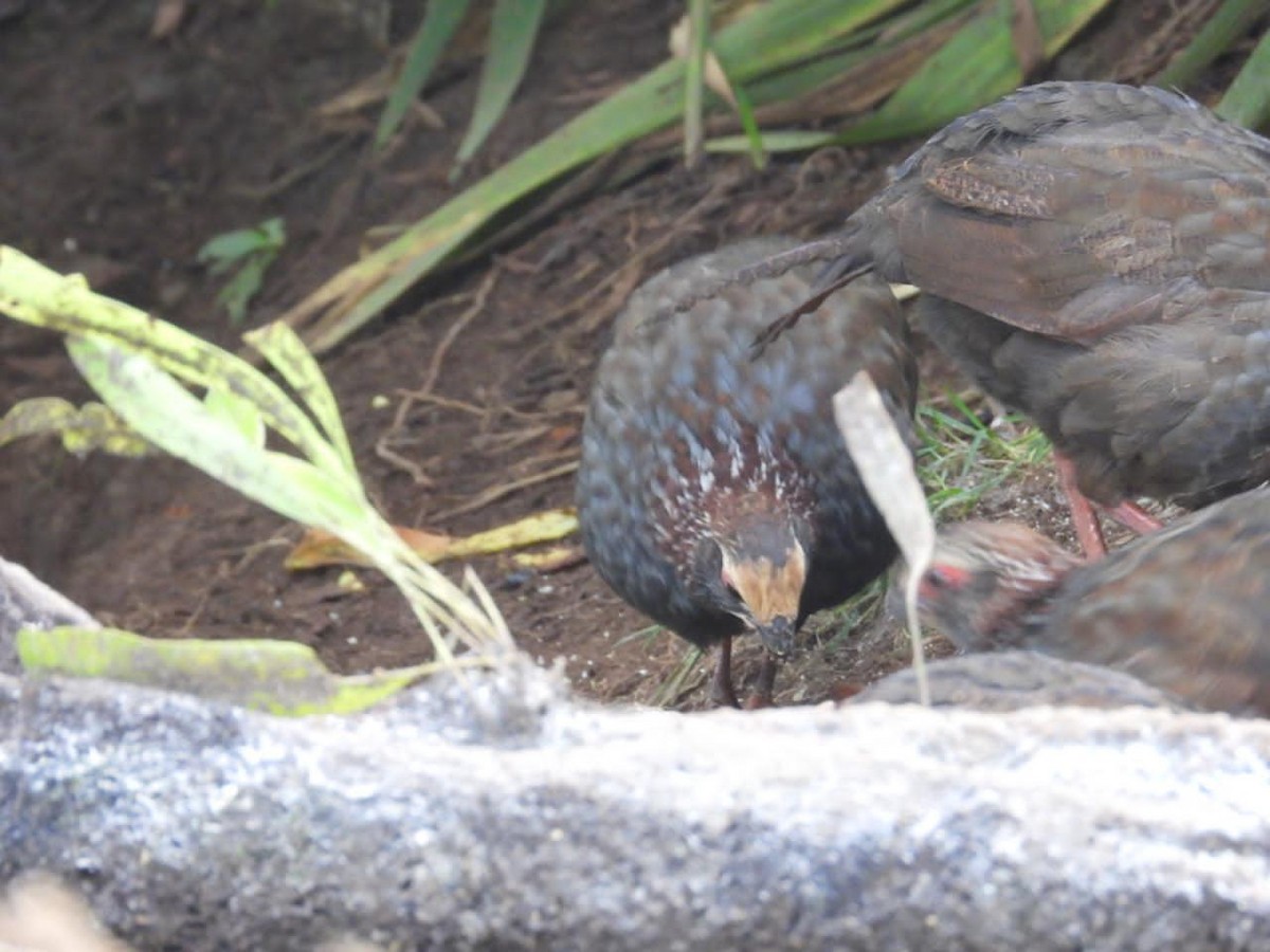 Buffy-crowned Wood-Partridge - ML642312557