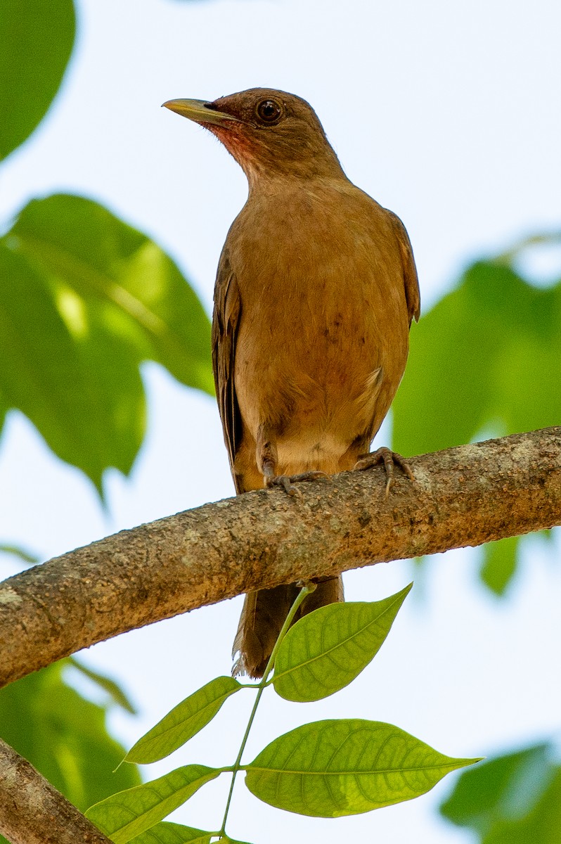 Clay-colored Thrush - ML642312558
